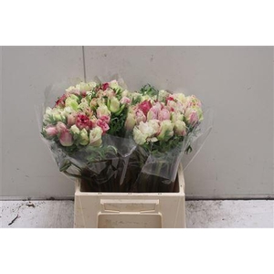 Anemone Mistral Tigre