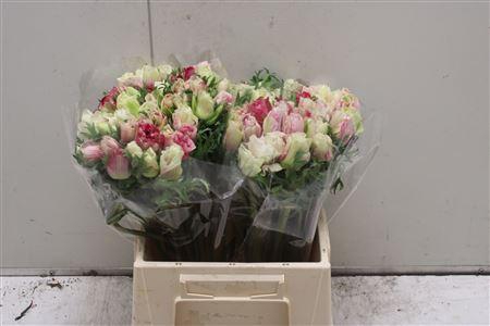 <h4>Anemone Mistral Tigre</h4>