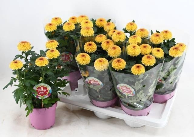<h4>CHRYS FP ABBEY YELLO</h4>
