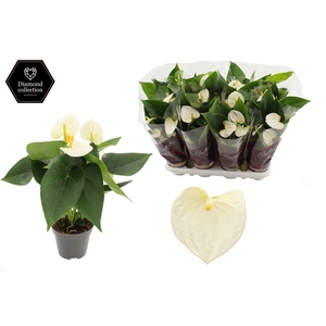 Anthurium 9 cm Cocos in Couture Diamond Line Purple sleeve