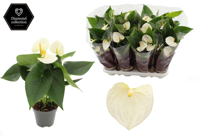 <h4>Anthurium 9 cm Cocos in Couture Diamond Line Purple sleeve</h4>