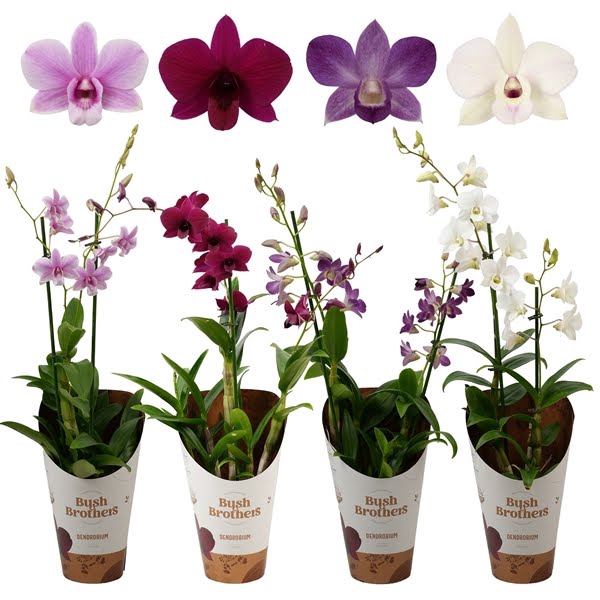 <h4>Dendrobium 2 tak mix 70+ cm lang</h4>