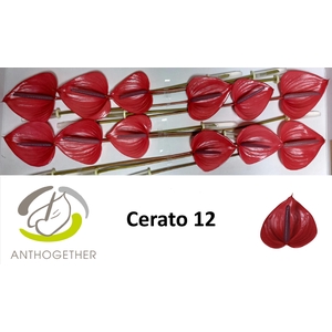 ANTH A CERATO 12