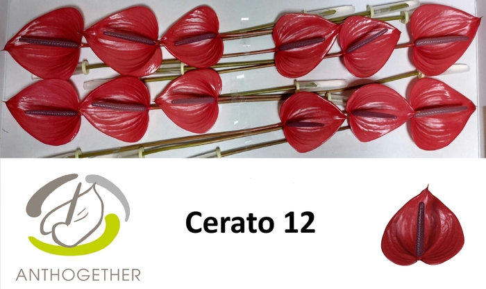 <h4>ANTH A CERATO 12</h4>