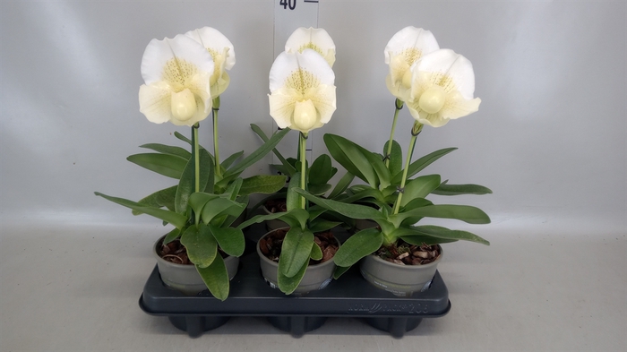 <h4>Paphiopedilum american hybride mix</h4>