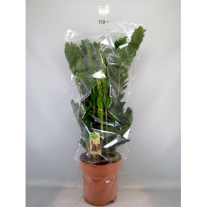 Zamioculcas zamiifolia