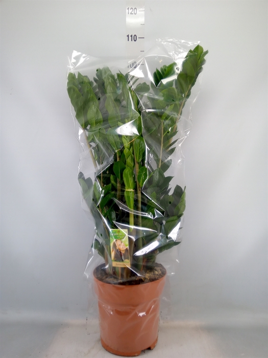 <h4>Zamioculcas zamiifolia</h4>