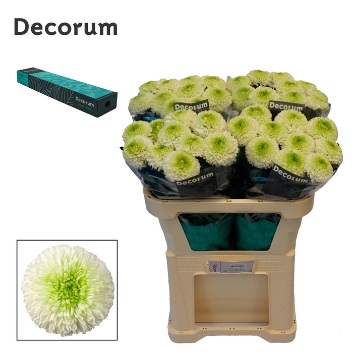 <h4>Chr G Alibaba</h4>