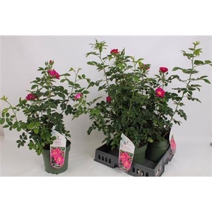 Rosa Ov