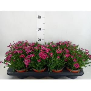 Dianthus  'Pillow Purple'