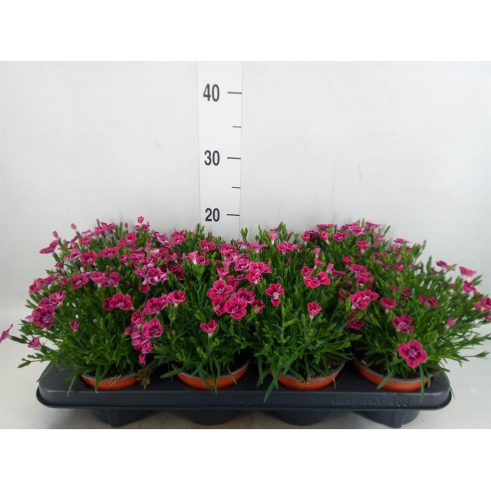 <h4>Dianthus  'Pillow Purple'</h4>