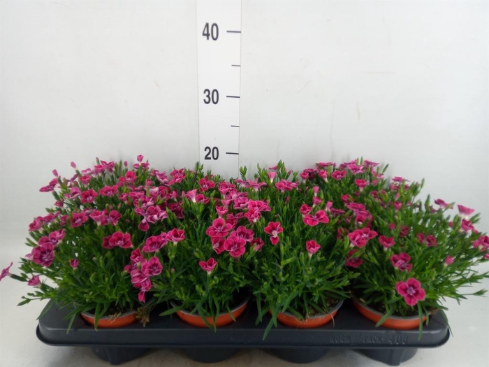 Dianthus  'Pillow Purple'