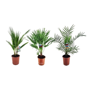 Palm mix