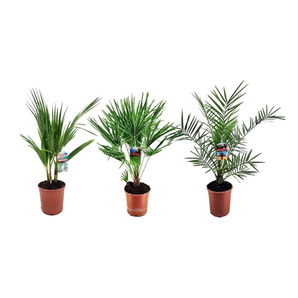 <h4>Palm mix</h4>
