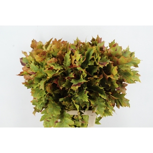 QUERC RUBRA 80CM FROST AUTUMN