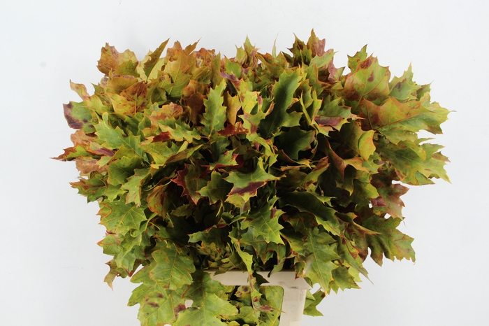 <h4>QUERC RUBRA 80CM FROST AUTUMN</h4>