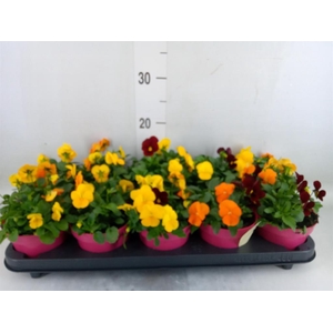 Viola corn. 'Evo Mini MM Madrid'