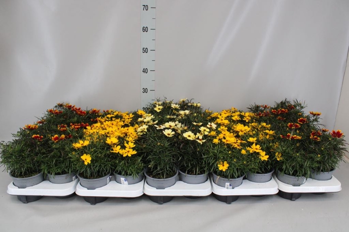 <h4>Coreopsis vert.</h4>