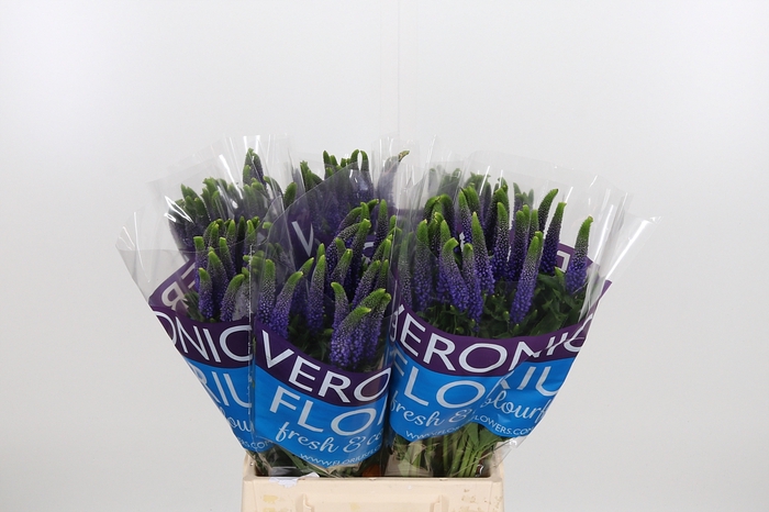 <h4>Veron Smart Diana</h4>