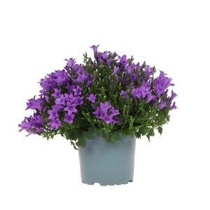 Campanula Intense purple