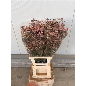 Lim S Dark Pink