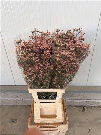 <h4>Lim S Dark Pink</h4>