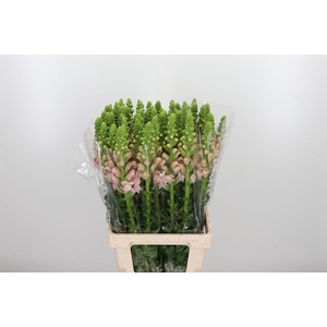Antirrhinum Po Rose