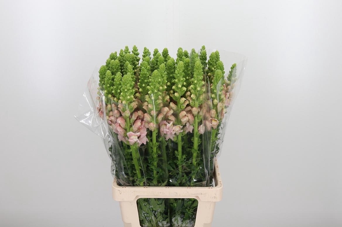 <h4>Antirrhinum Po Rose</h4>