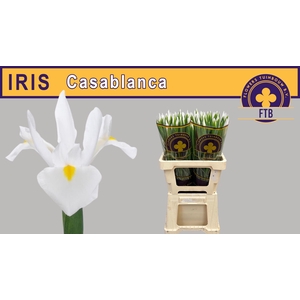 IRIS CASABLANCA