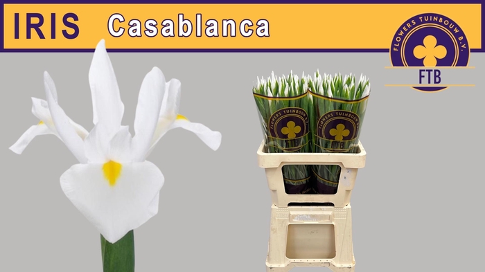 <h4>IRIS CASABLANCA</h4>