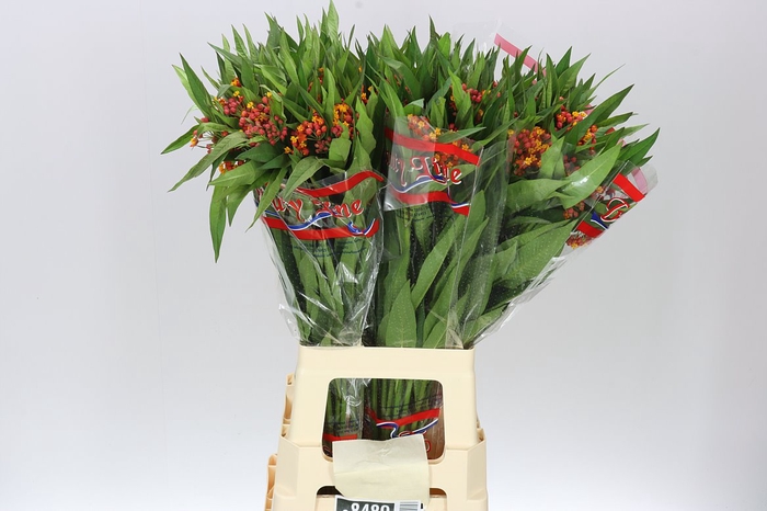 <h4>Asclepias Serenade Orange</h4>