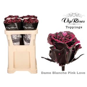 R Gr Vip Dame Blanche Pink Love
