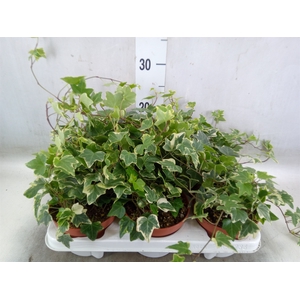 Hedera helix 'Eva'