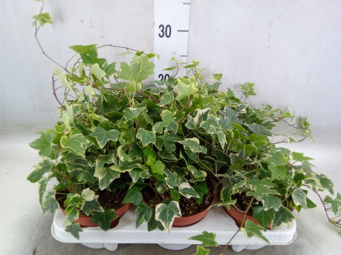 <h4>Hedera helix 'Eva'</h4>