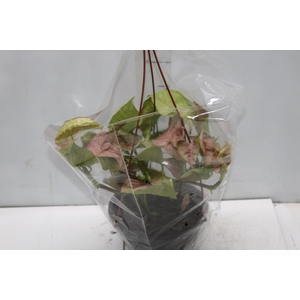 SYNGONIUM ROSA C18