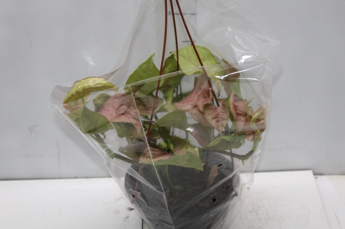 <h4>SYNGONIUM ROSA C18</h4>