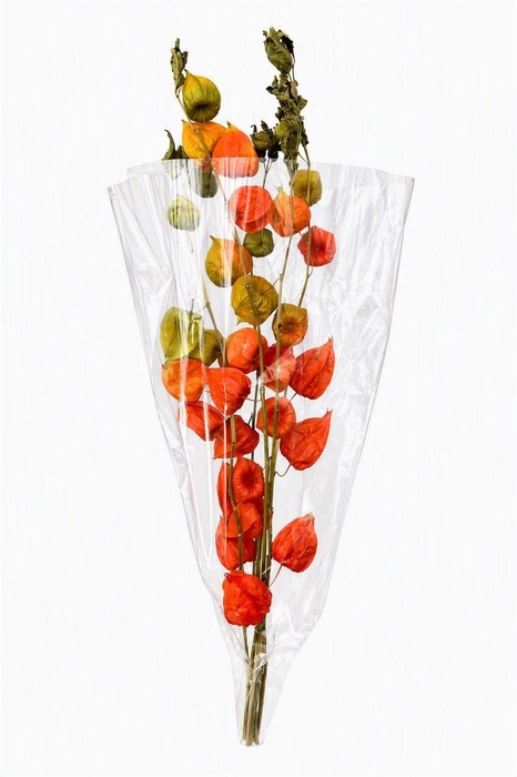 <h4>Dried Physalis Orange Nat Bunch Slv</h4>
