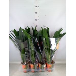 Clivia miniata