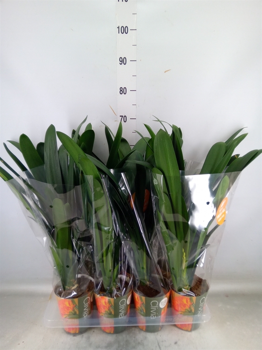 <h4>Clivia miniata</h4>