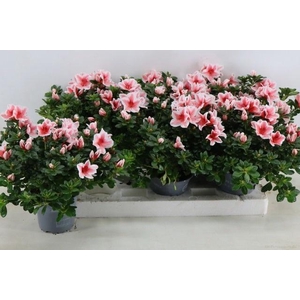 RHODO SI MEVR GERARD