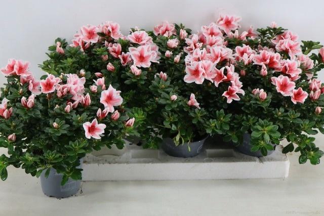 <h4>RHODO SI MEVR GERARD</h4>