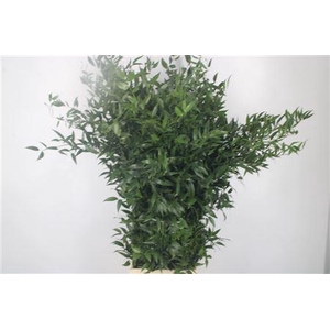 Ruscus It. 4 Stem Per Bunch