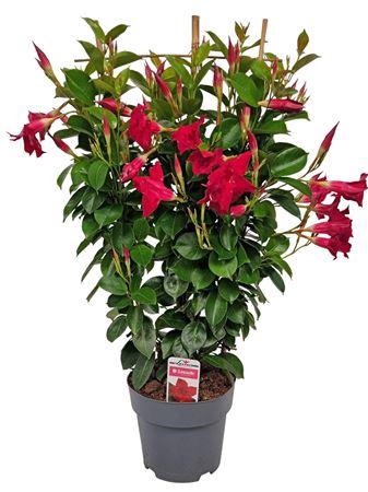 <h4>Mandev Sund Red Trellis - 1153</h4>