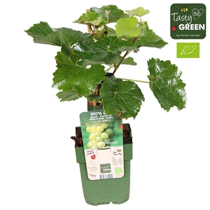 Vitis Johanniter Bio P13