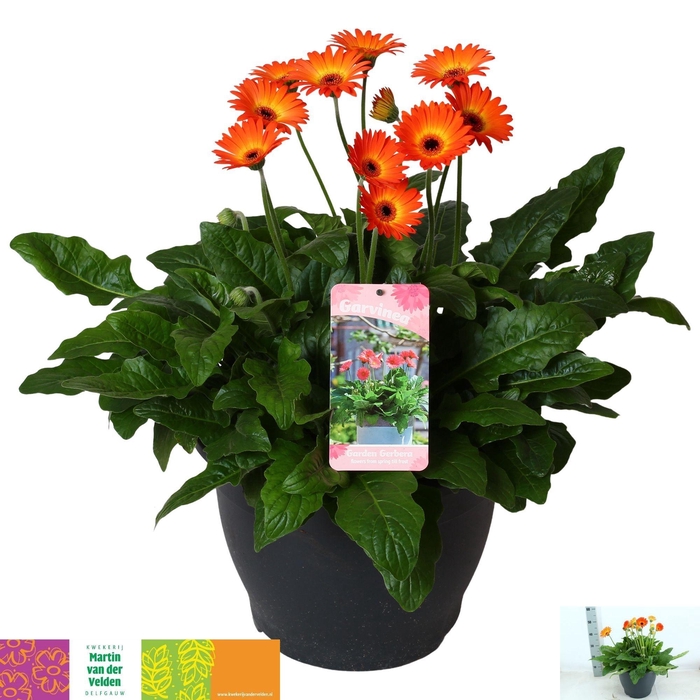 <h4>GERB GARVIN GEM</h4>