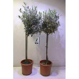 arr8 Olea Europaea