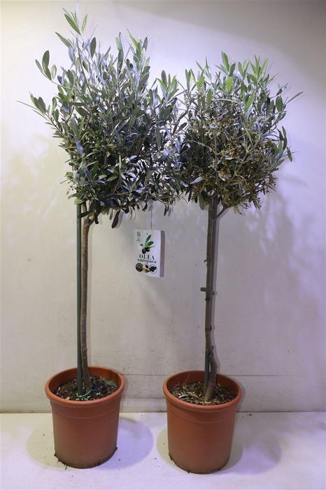 <h4>arr8 Olea Europaea</h4>