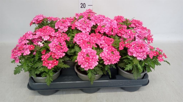 <h4>Verbena   ...</h4>