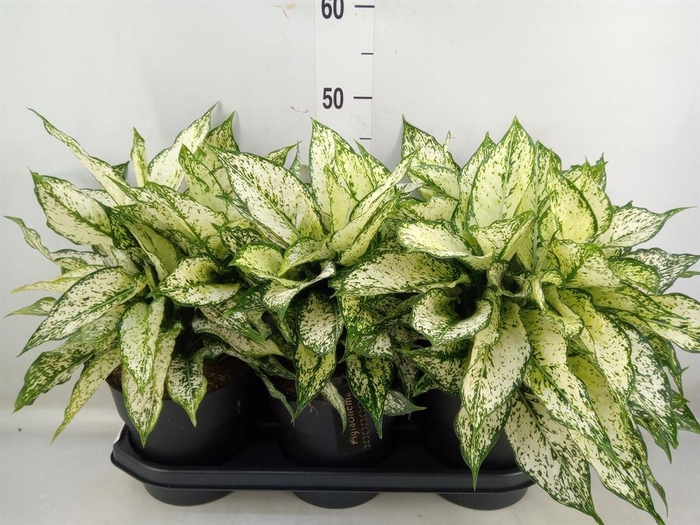 <h4>Aglaonema  'White Kiwi'</h4>