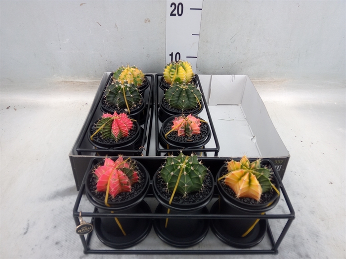 <h4>Gymnocalycium mihanov. 'Japan'  mix</h4>